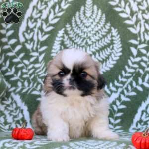 Daphne, Pekingese Puppy