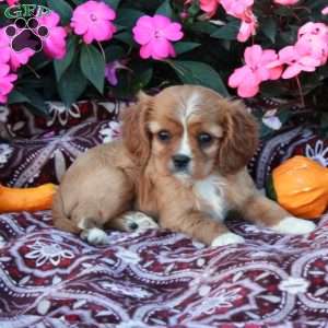 Daphne, Cavalier King Charles Spaniel Puppy
