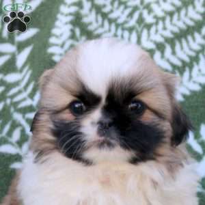 Daphne, Pekingese Puppy