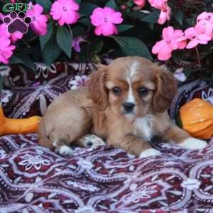 Daphne, Cavalier King Charles Spaniel Puppy