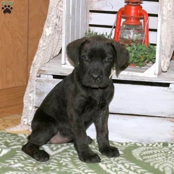 Daria, Cane Corso Puppy