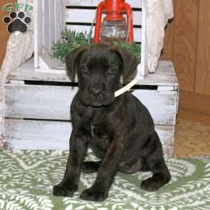 Daria, Cane Corso Puppy