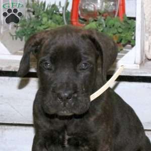 Daria, Cane Corso Puppy