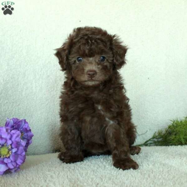Darla, Toy Poodle Puppy