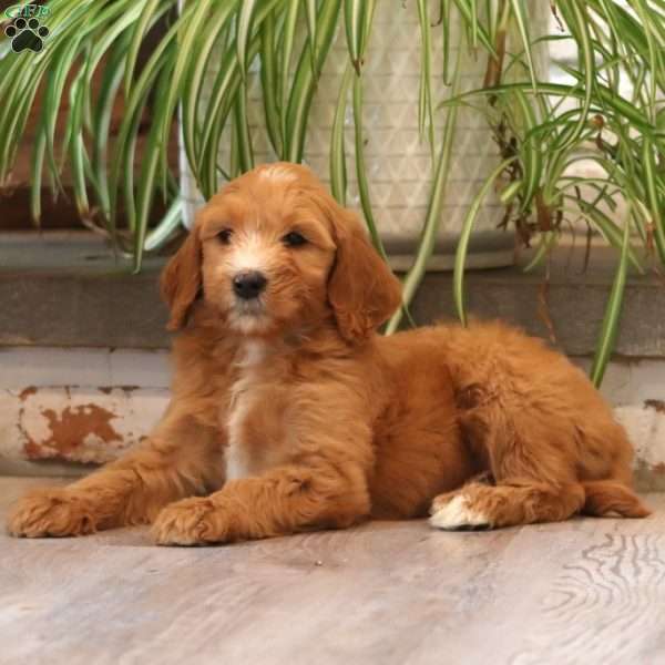 Darla, Goldendoodle Puppy