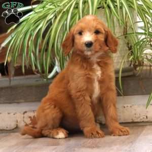Darla, Goldendoodle Puppy