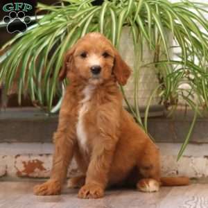 Darla, Goldendoodle Puppy
