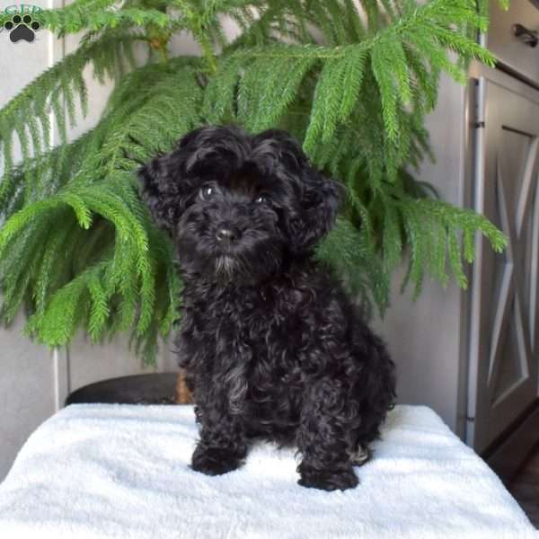 Darlene, Havapoo Puppy