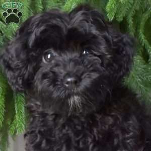 Darlene, Havapoo Puppy