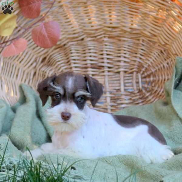 Darling, Miniature Schnauzer Puppy