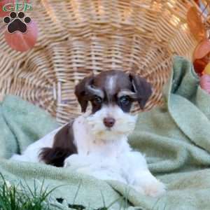 Darling, Miniature Schnauzer Puppy