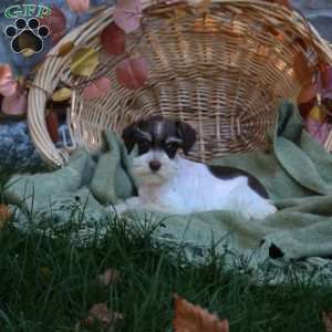 Darling, Miniature Schnauzer Puppy
