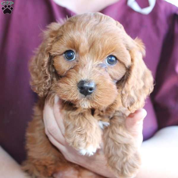 Duke, Cavapoo Puppy