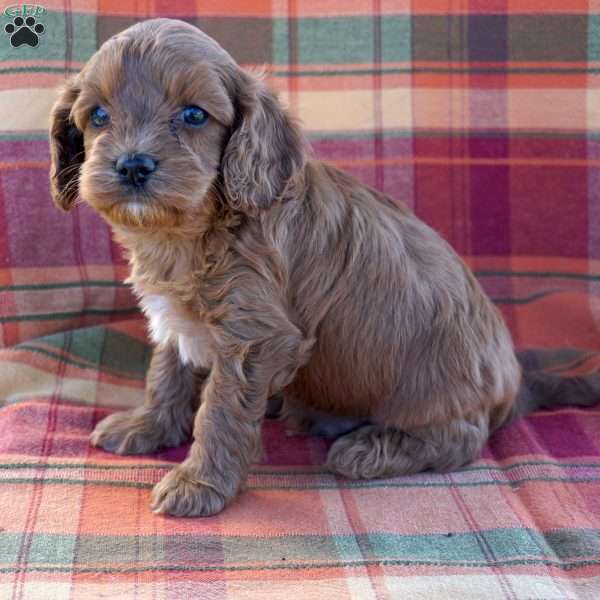 Darling, Cavapoo Puppy
