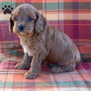 Darling, Cavapoo Puppy