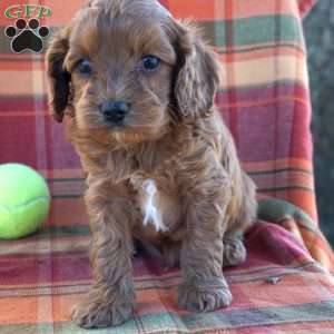 Darling, Cavapoo Puppy