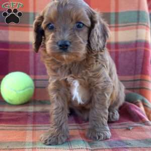 Darling, Cavapoo Puppy