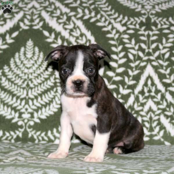 Darwin, Boston Terrier Puppy