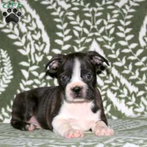 Darwin, Boston Terrier Puppy
