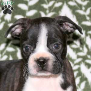 Darwin, Boston Terrier Puppy
