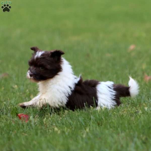 Dash, Havanese Puppy