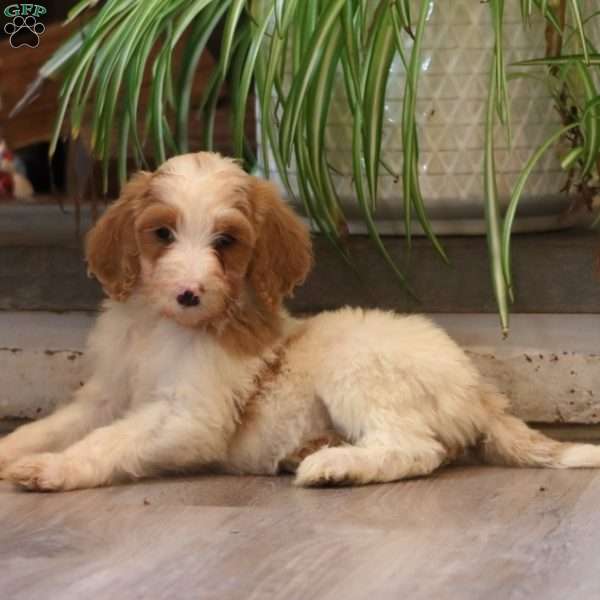 Dash, Goldendoodle Puppy