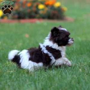 Dash, Havanese Puppy