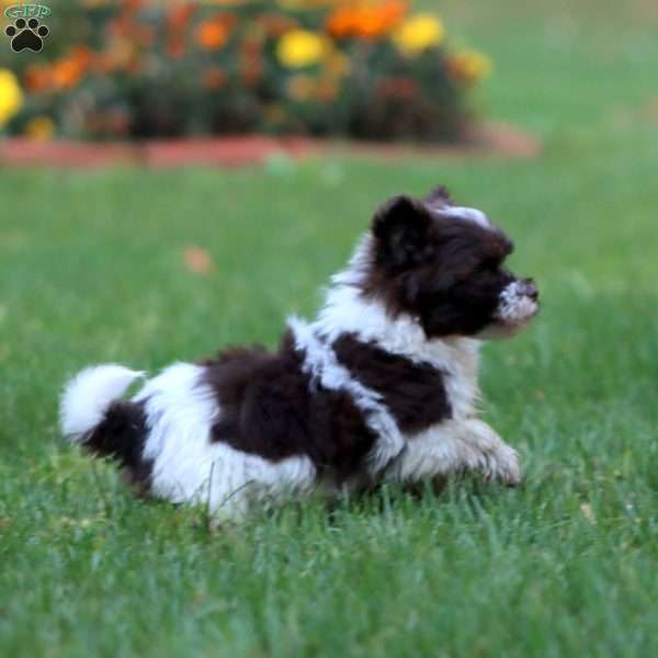 Dash, Havanese Puppy
