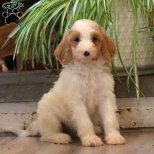 Dash, Goldendoodle Puppy