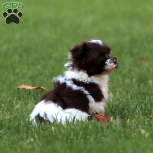Dash, Havanese Puppy