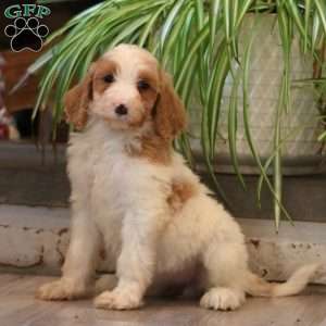 Dash, Goldendoodle Puppy