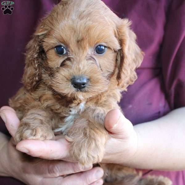 Davis, Cavapoo Puppy