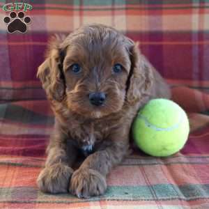 Davis, Cavapoo Puppy