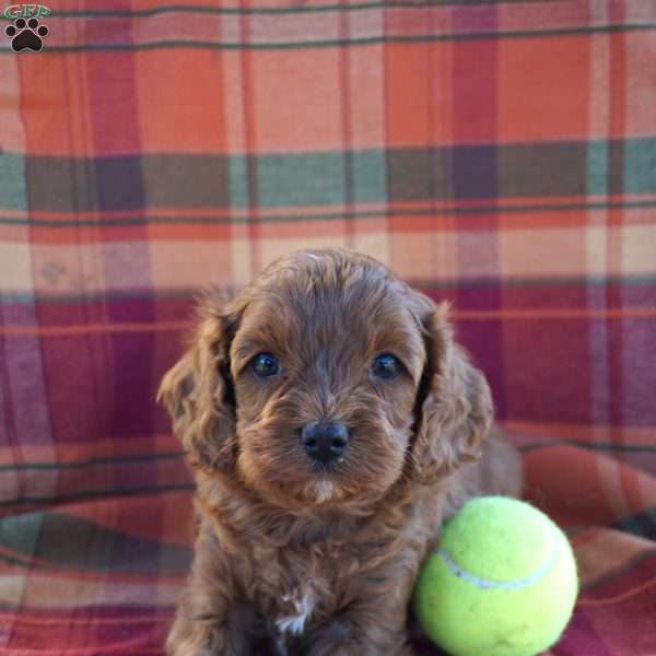 Davis, Cavapoo Puppy