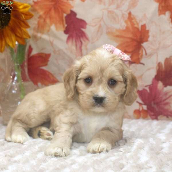 Debbie, Cavalier King Charles Mix Puppy