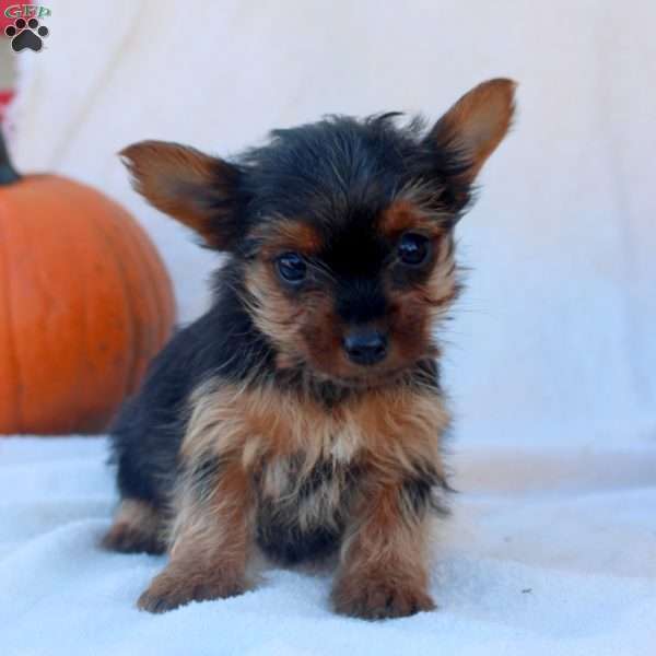 Debbie, Yorkie Puppy