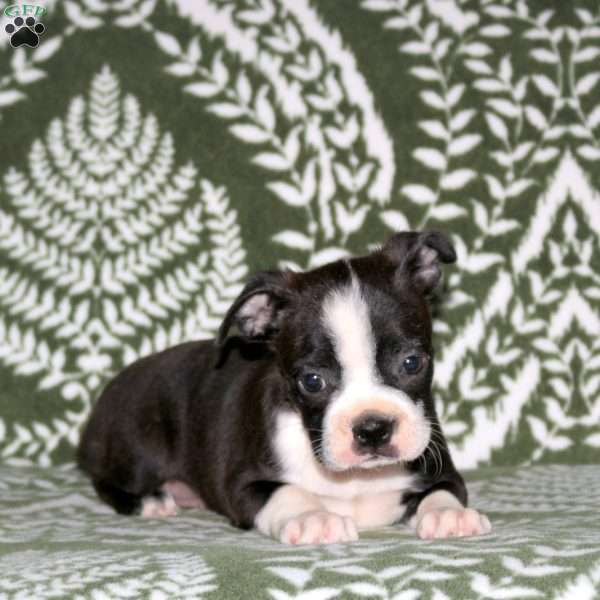 Debbie, Boston Terrier Puppy