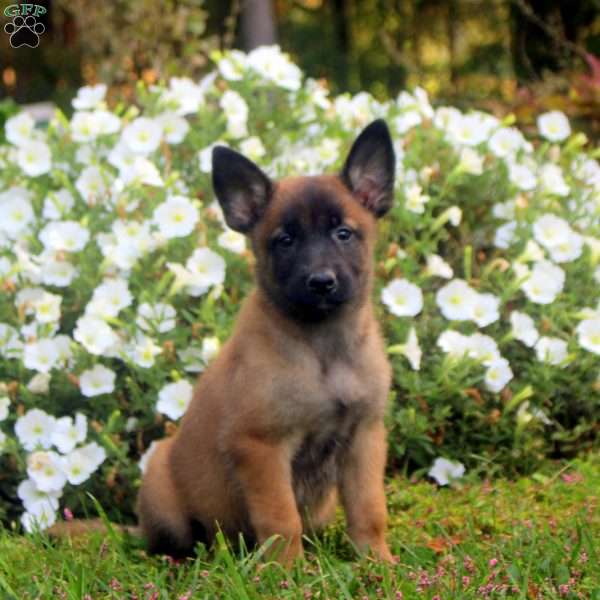 Debbie, Belgian Malinois Puppy