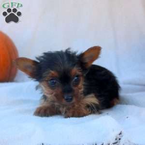 Debbie, Yorkie Puppy