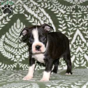Debbie, Boston Terrier Puppy