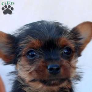 Debbie, Yorkie Puppy
