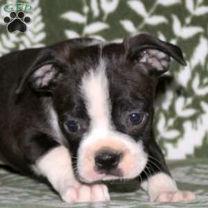 Debbie, Boston Terrier Puppy