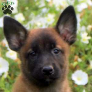Debbie, Belgian Malinois Puppy