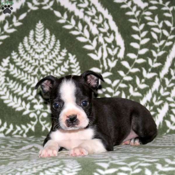 Delilah, Boston Terrier Puppy
