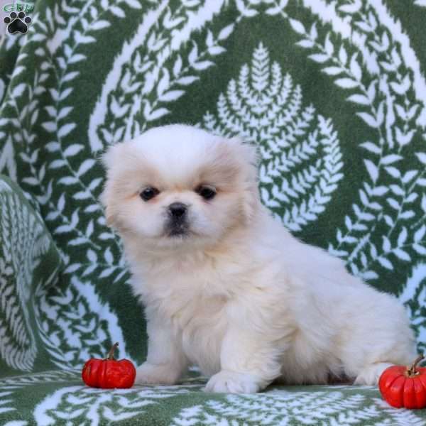 Delilah, Pekingese Puppy