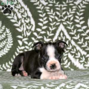 Delilah, Boston Terrier Puppy
