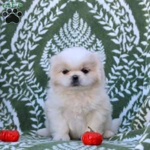 Delilah, Pekingese Puppy
