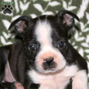 Delilah, Boston Terrier Puppy