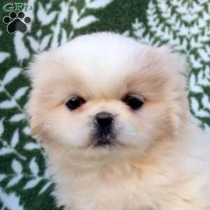 Delilah, Pekingese Puppy