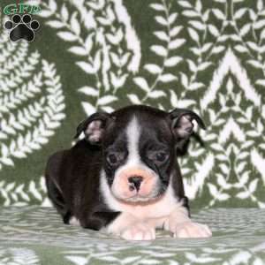 Della, Boston Terrier Puppy